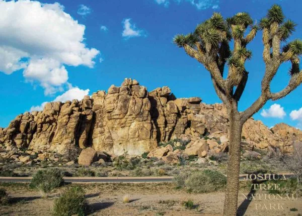 Joshua Tree National Park Mojave Desert Premium Quality 1000 Piece Jigsaw Puzzle