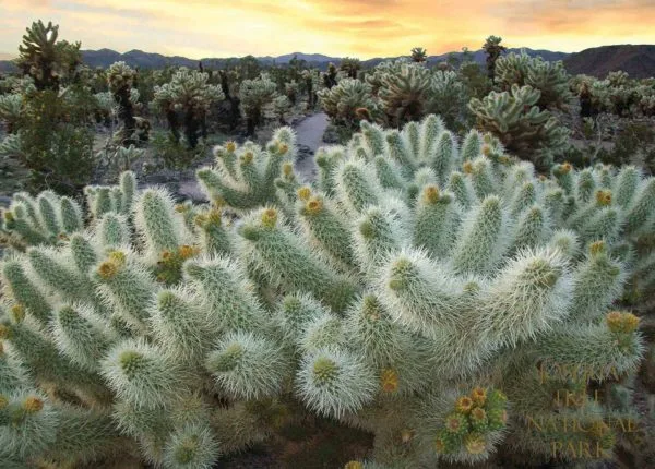 Joshua Tree National Park Cholla Cactus Garden 1000 Puzzle For Adults