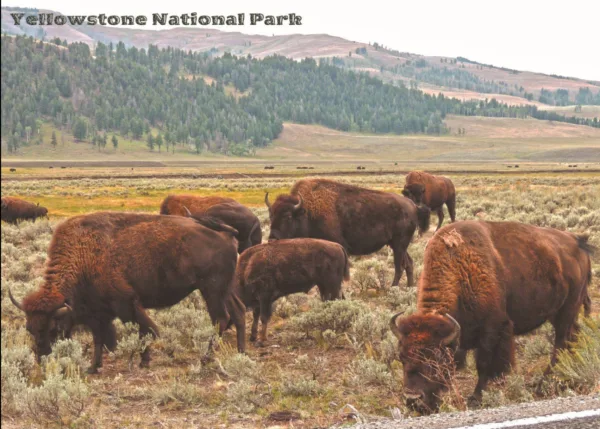 Yellowstone National Park Grazing Bison Premium Quality 1000 Piece Puzzle