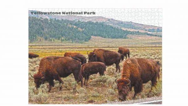 Yellowstone National Park Grazing Bison Premium Quality 1000 Piece Puzzle - Image 5