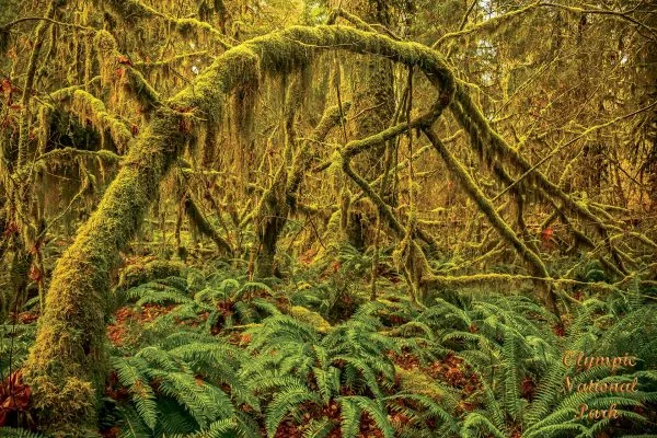 Olympic National Park Hoh Rainforest