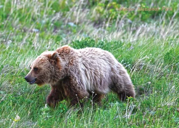 Foraging Grizzly