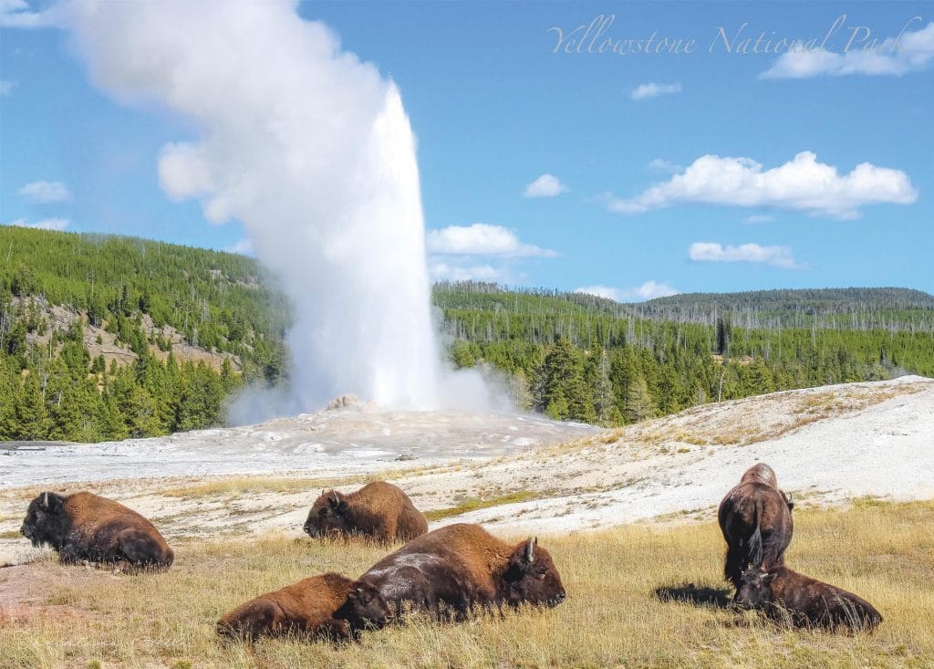 Shop - National Park Puzzles