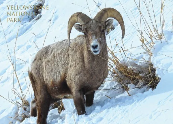 Hungry Bighorn