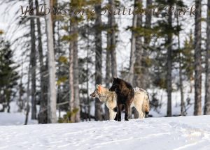 Junction Butte Pack Wolves