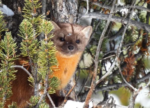 Pine Marten